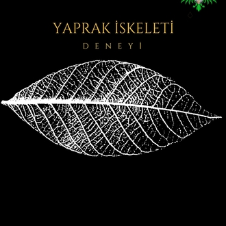 Yaprak İskeleti