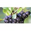 ARONYA SİRKESİ ( 250 ml )