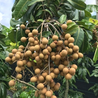 Longan Sirkesi Shot Boy 100 ml.