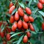 Goji Berry Sirkesi (250 ml)