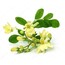 Moringa Sirkesi 250 ml
