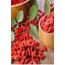 Goji Berry Sirkesi (250 ml)