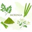 Moringa Sirkesi 250 ml