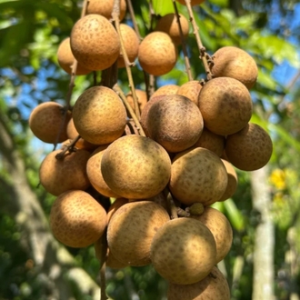 Longan Sirkesi Shot Boy 100 ml.
