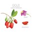 Goji Berry Sirkesi (250 ml)