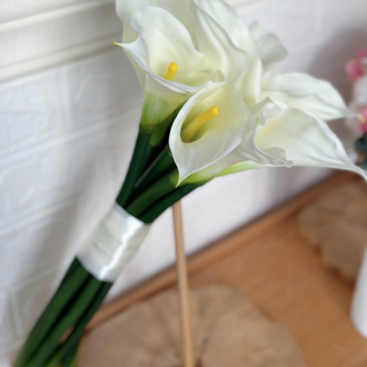 Calla lily