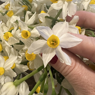 NARCISSUS Artisan Kolonya 3lü İndirimli SET
