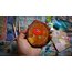 GUMBALL DARWİN 