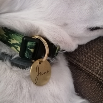 Pirinç Köpek İsimliği 