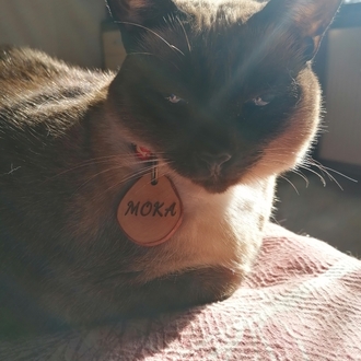 Zeytin Dalı Kedi İsimliği