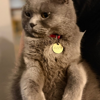 Pirinç Kedi İsimliği