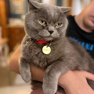 Pirinç Kedi İsimliği