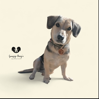 Zeytin Dalı Köpek İsimliği