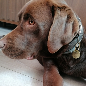 Pirinç Köpek İsimliği 