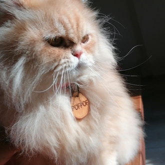 Zeytin Dalı Kedi İsimliği