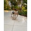 MONKEY FIST 