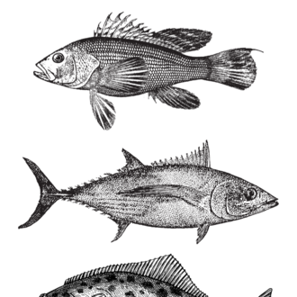 FISH INK DRAWING