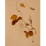 Morning Glory A6 Poster