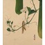 Grasshopper on Gourd Vine A6 Poster