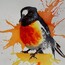 Red Robin Bird