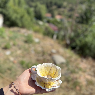 Sarı papatya 