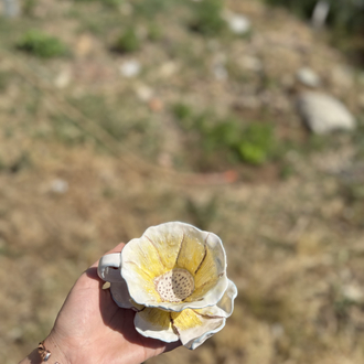 Sarı papatya 