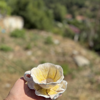 Sarı papatya 