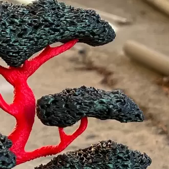 Bonsai Ağacı