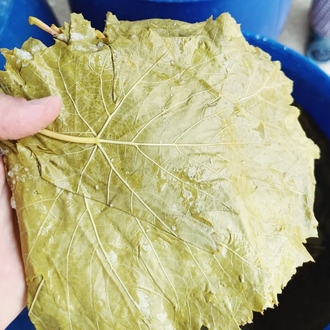 Manisa Alaşehir Sultaniye salamura yaprak 5 lik bidon 