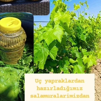 Manisa Alaşehir Sultaniye salamura yaprak 5 lik bidon 