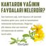 Kantaron yağı 250 ml