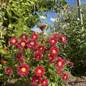 Aster Çiçeği (Saraypatı çiçeği)