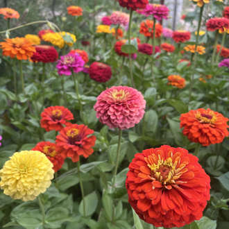 Zinnia-Beybeğendi-kirlihanım çiçeği 