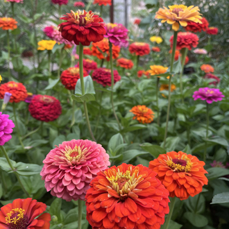 Zinnia-Beybeğendi-kirlihanım çiçeği 