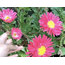 Aster Çiçeği (Saraypatı çiçeği)