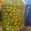 taş kırma yeşil zeytin