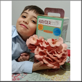 İstiridye Mantar Bahçesi (Pembe)