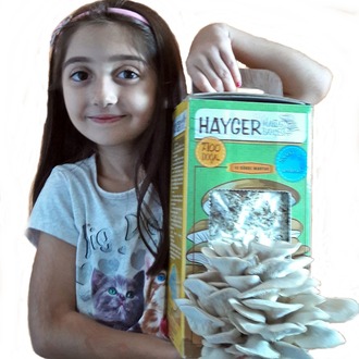  İstiridye Mantar Bahçesi (Gri)