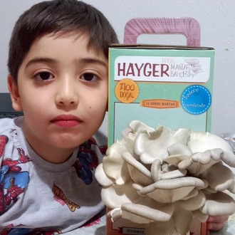  İstiridye Mantar Bahçesi (Gri)