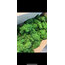 İthal yosun - 30 gram
