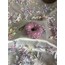 Donut 
