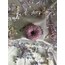 Donut 