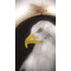 Kartal Pano