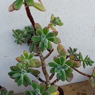 tüllü sukulent echeveria
