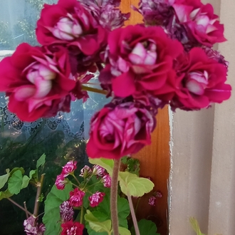 Rosebud 2