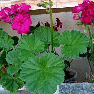 bodur sardunya fide