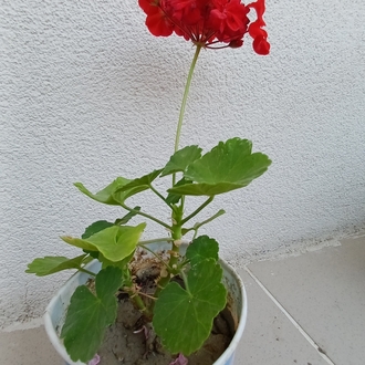 katmerli top sardunya
