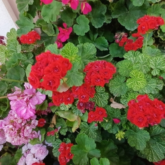 Bornohlem Pelargonimo