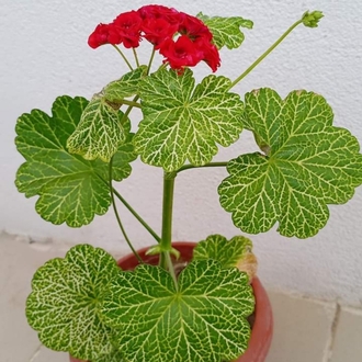 Bornohlem Pelargonimo