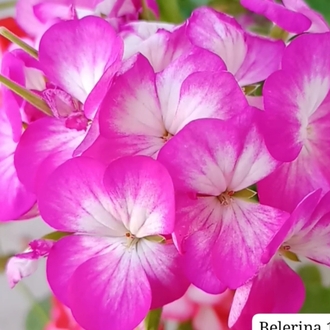 Belerina 1 fide